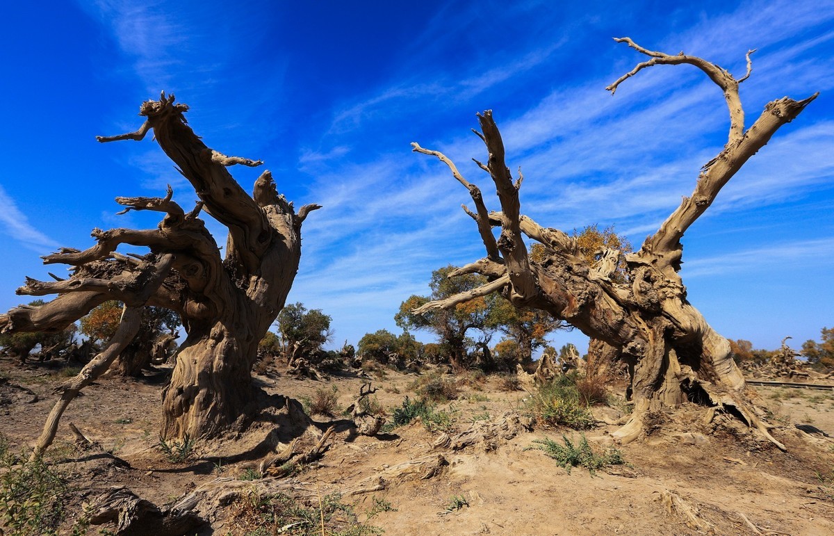 新疆伊吾的胡杨很有特点之二
