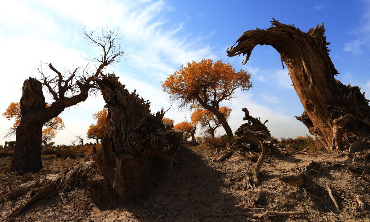 新疆伊吾的胡杨很有特点之二