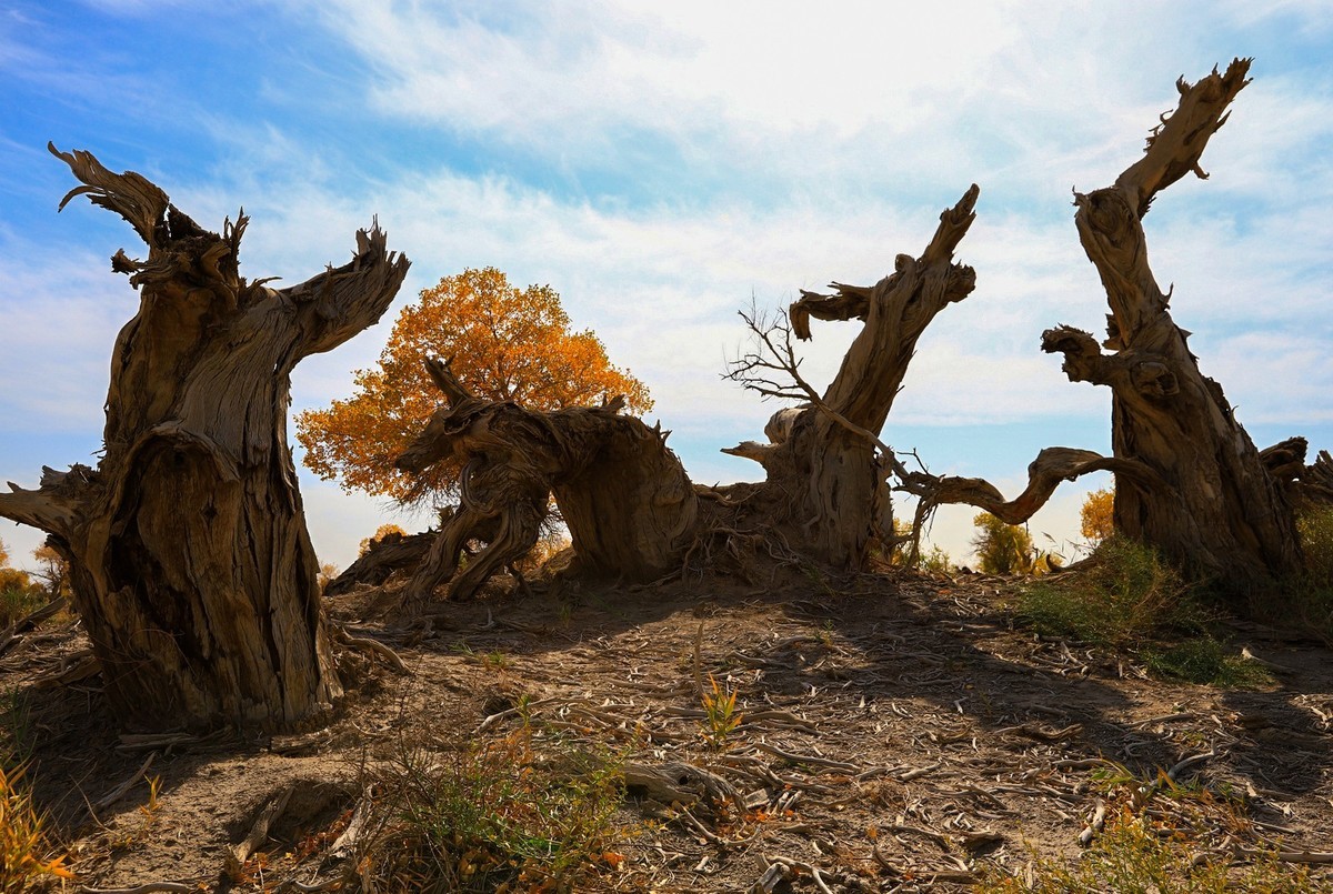 新疆伊吾的胡杨很有特点之二