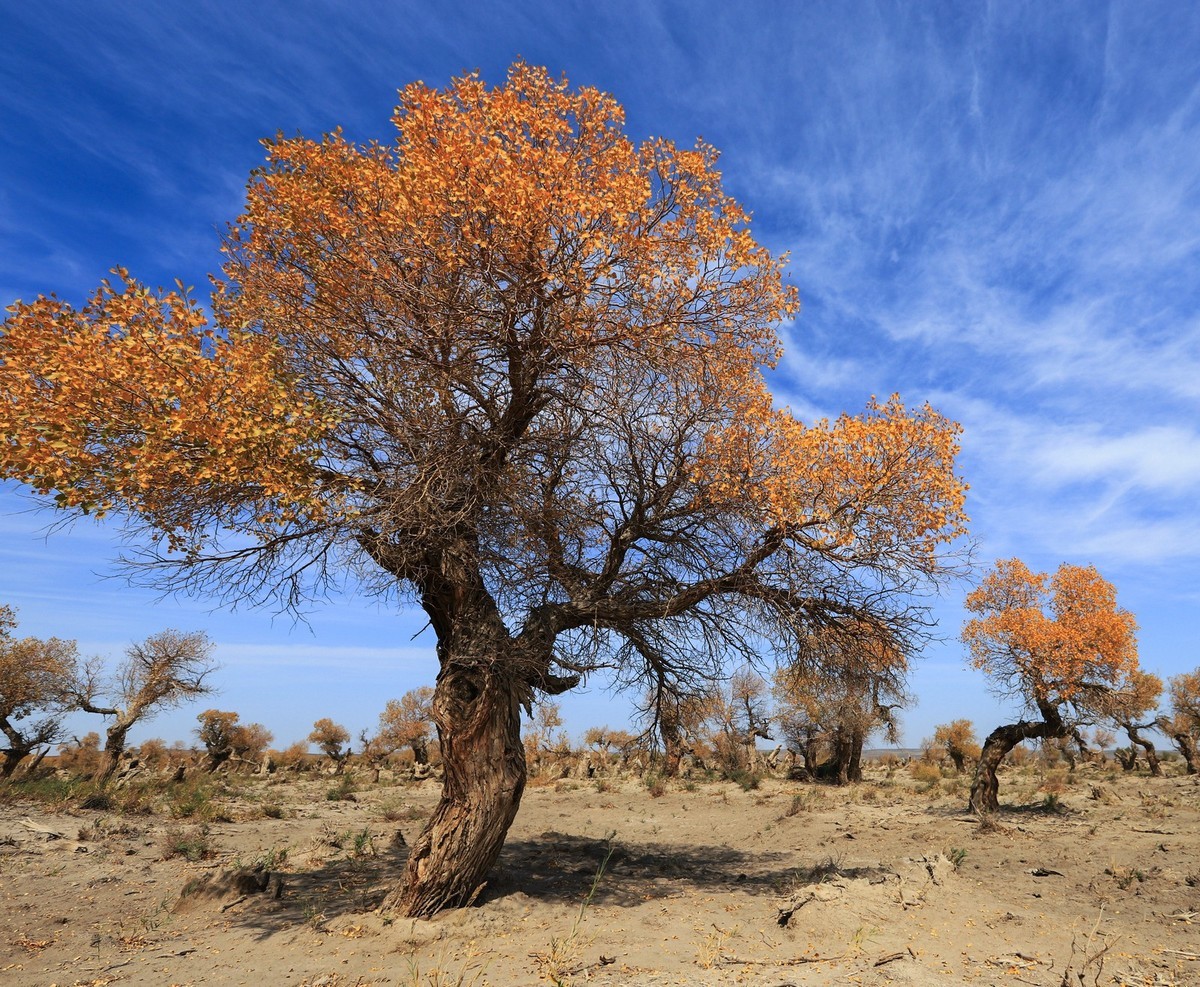 新疆伊吾的胡杨很有特点之二