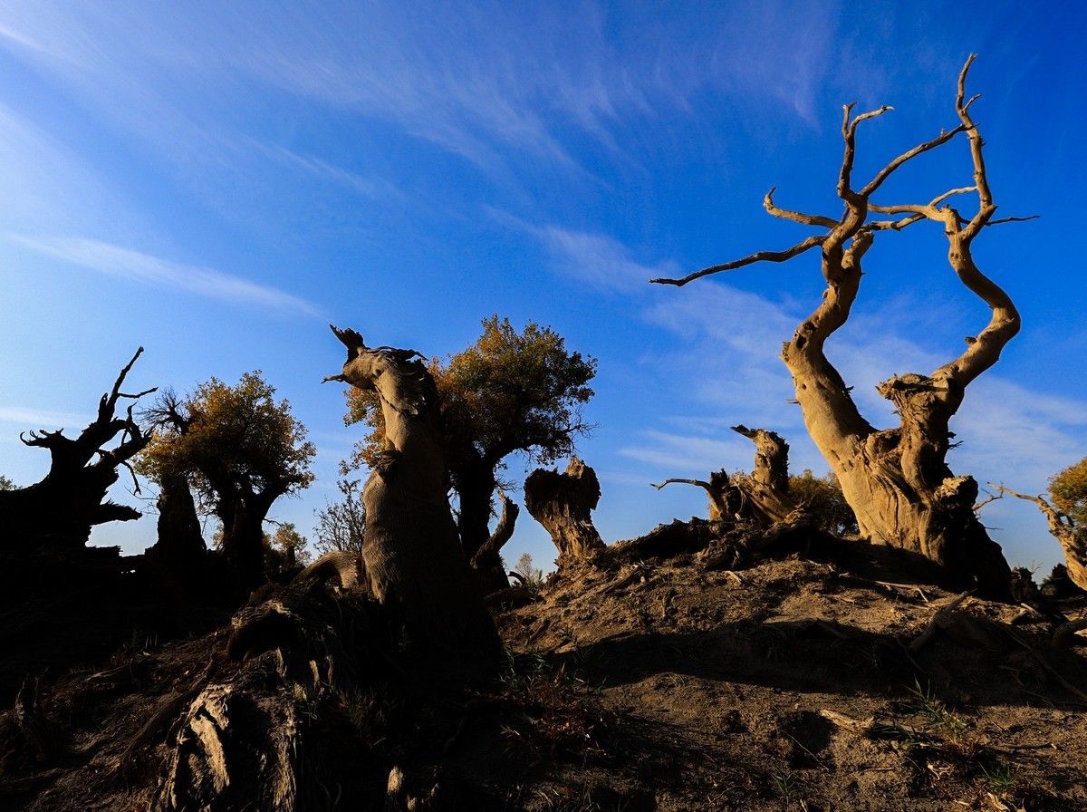 新疆伊吾的胡杨很有特点（1）