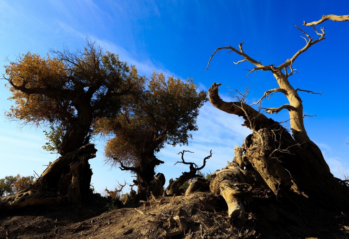 新疆伊吾的胡杨很有特点（1）