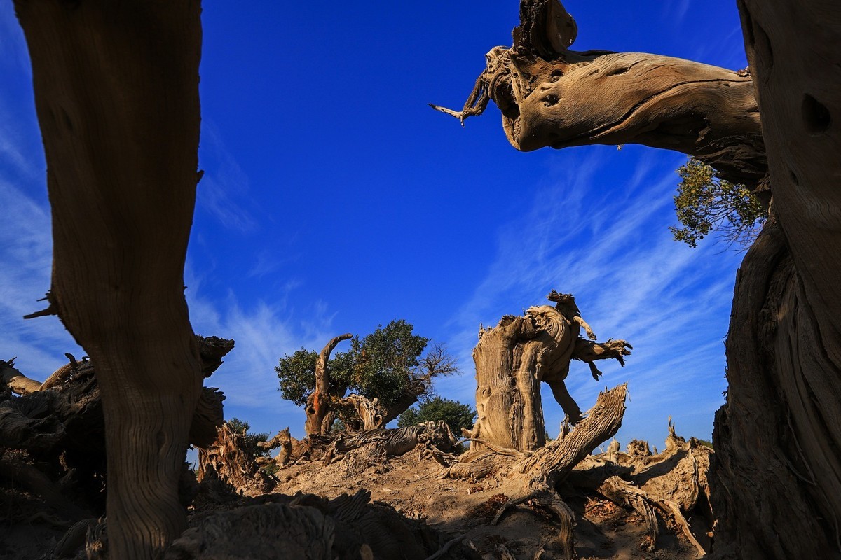新疆伊吾的胡杨很有特点（1）