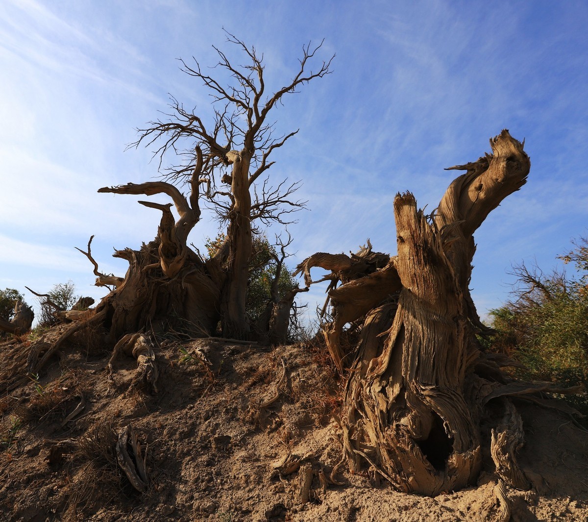 新疆伊吾的胡杨很有特点（1）