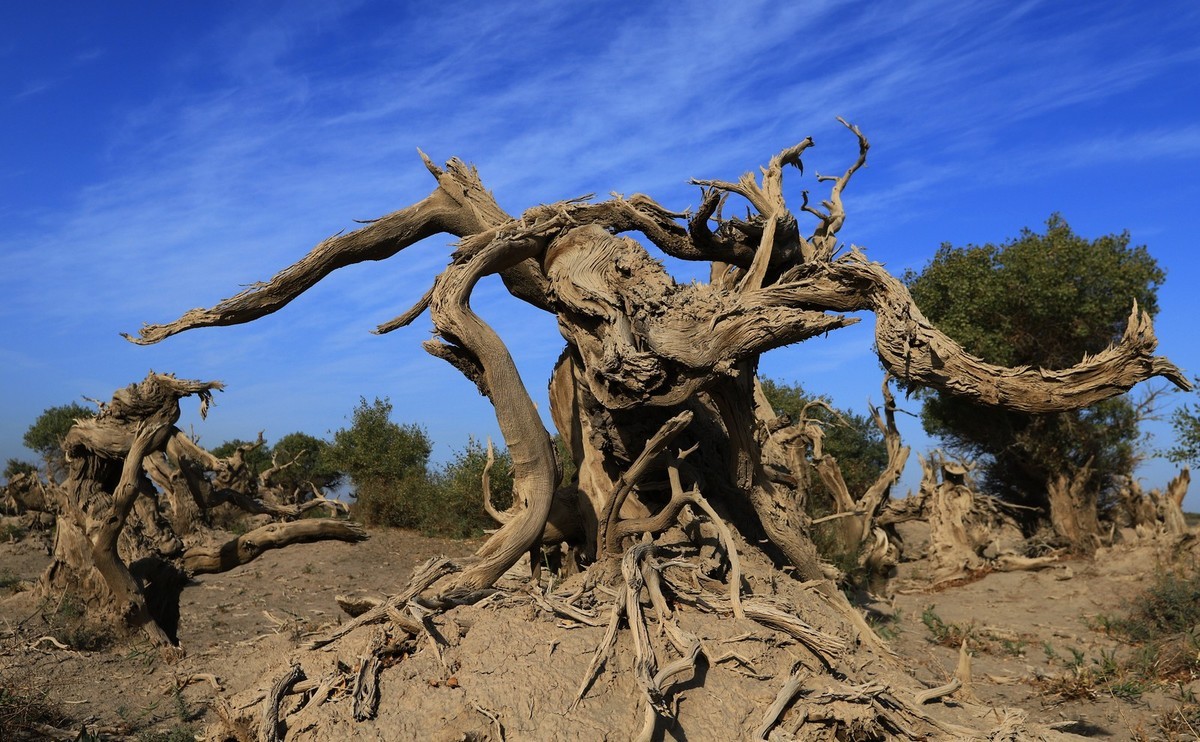 新疆伊吾的胡杨很有特点（1）