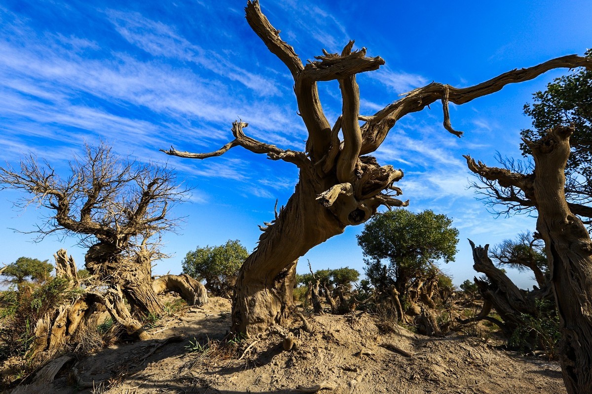 新疆伊吾的胡杨很有特点（1）