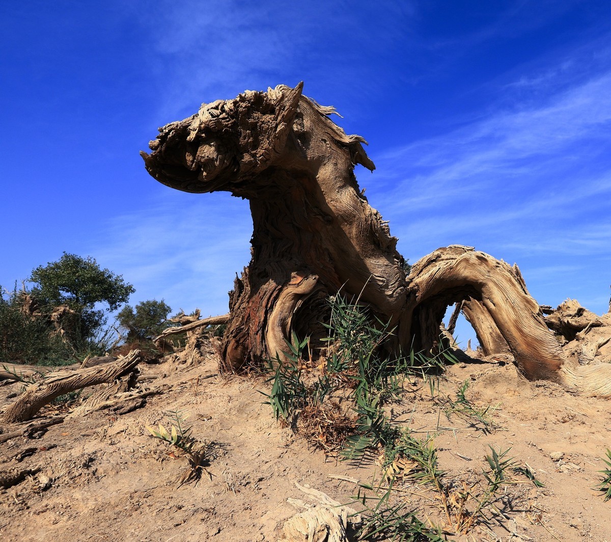 新疆伊吾的胡杨很有特点（1）