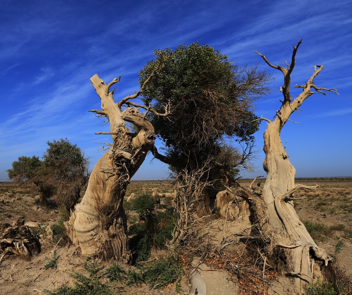 新疆伊吾的胡杨很有特点（1）