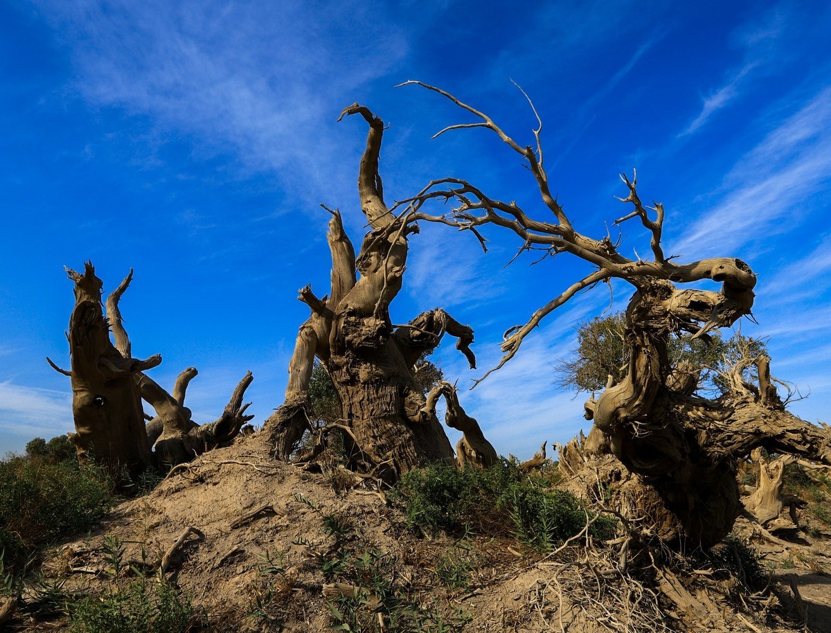 新疆伊吾的胡杨很有特点（1）