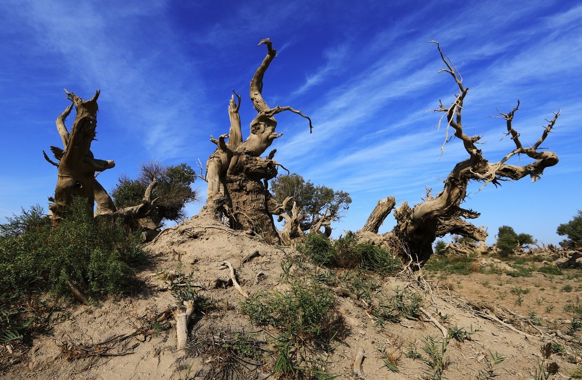 新疆伊吾的胡杨很有特点（1）