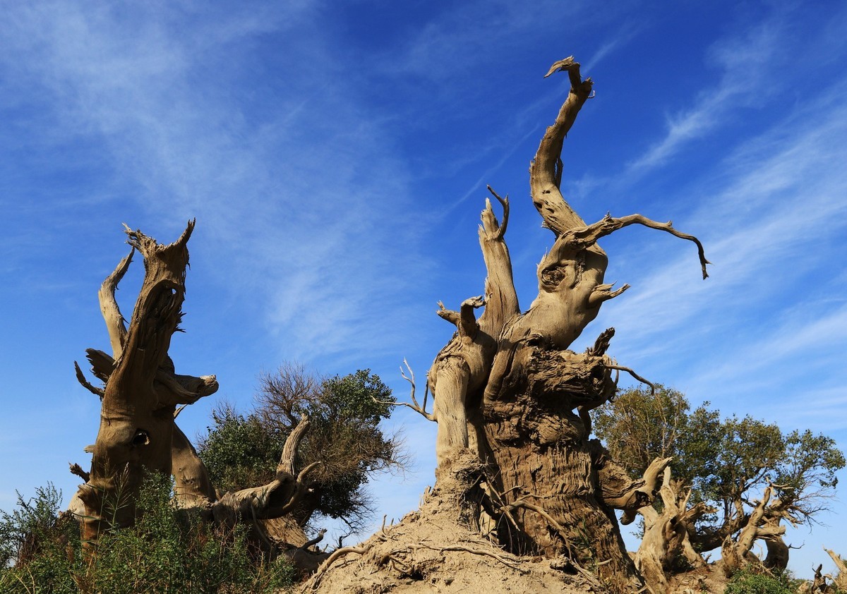 新疆伊吾的胡杨很有特点（1）