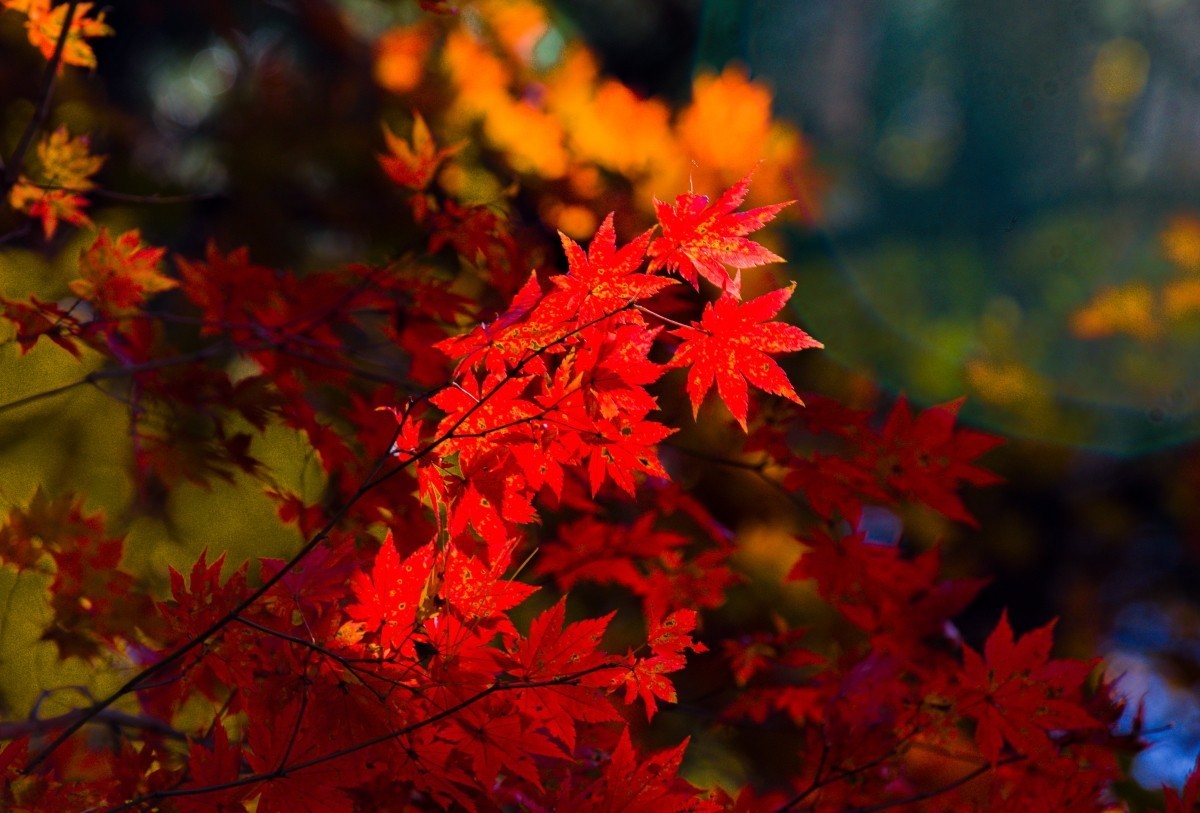 外出随拍（续255）.