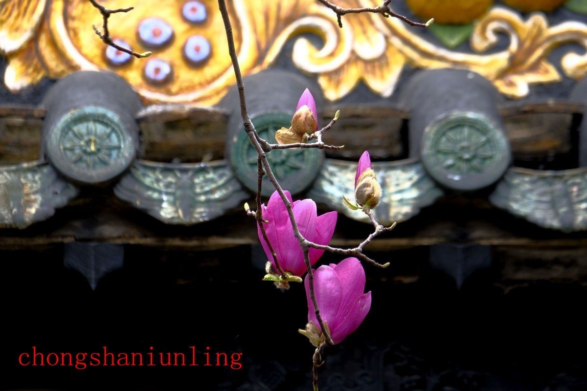 25年1-3月精华展示贴