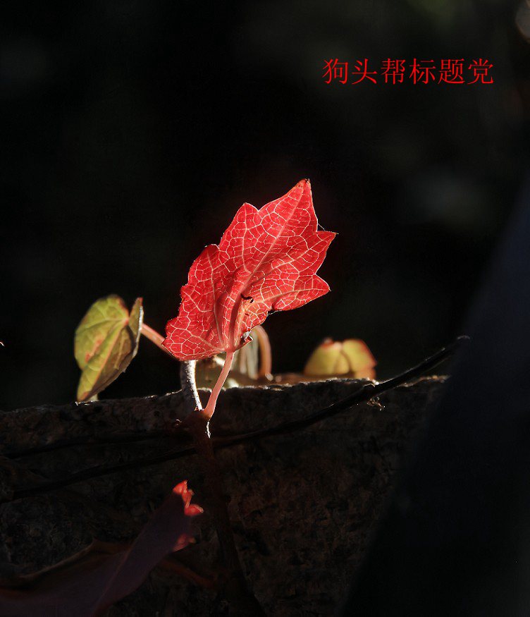 25年1-3月精华展示贴