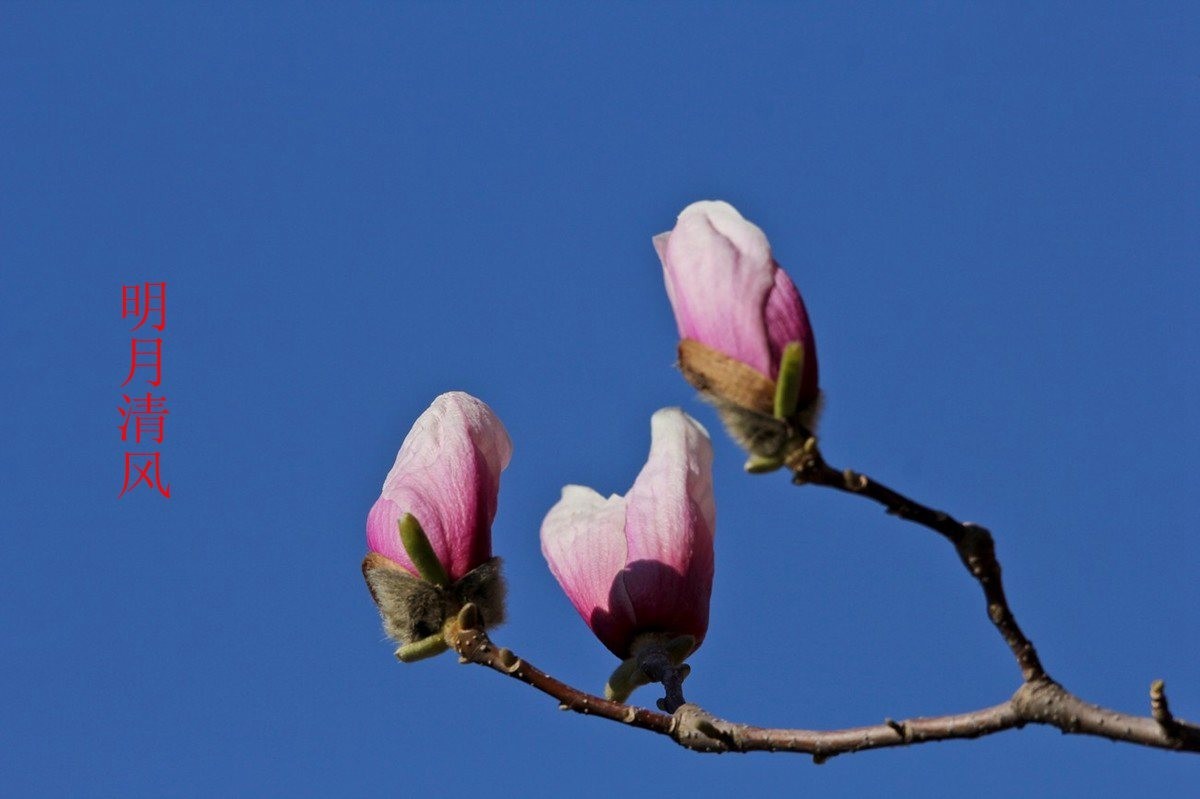 25年1-3月精华展示贴