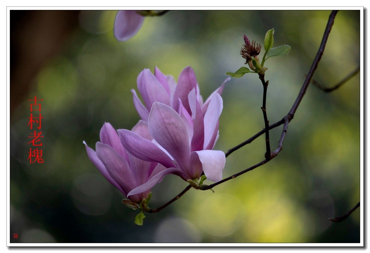 25年1-3月精华展示贴