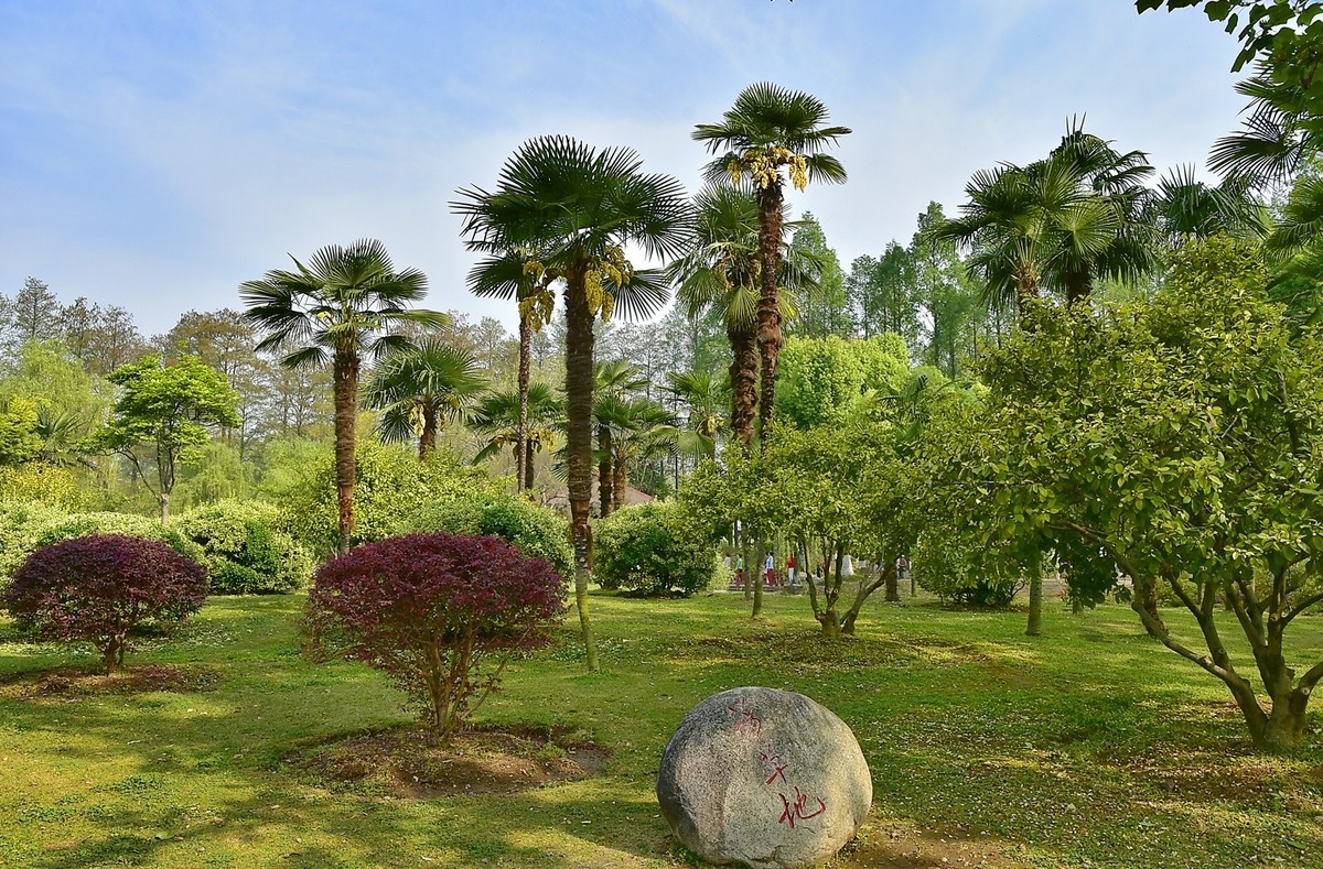 拍在春天  青山公园