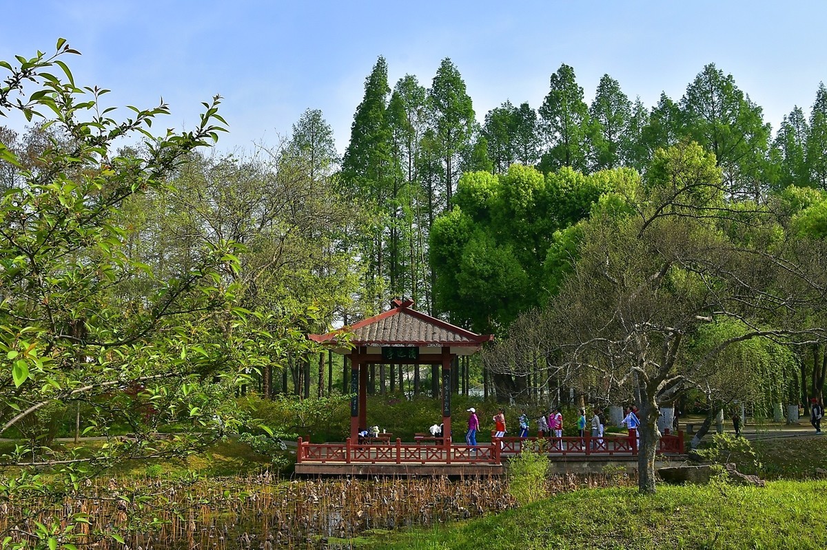 拍在春天  青山公园