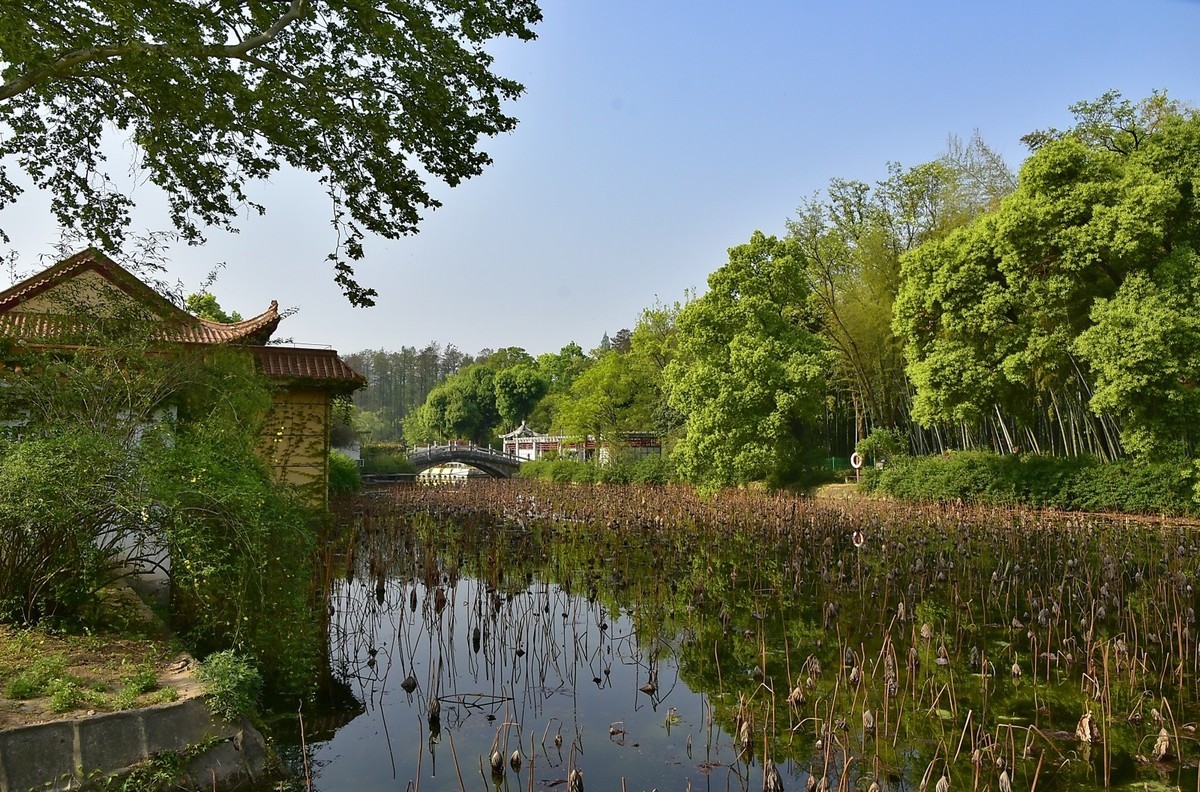 拍在春天  青山公园