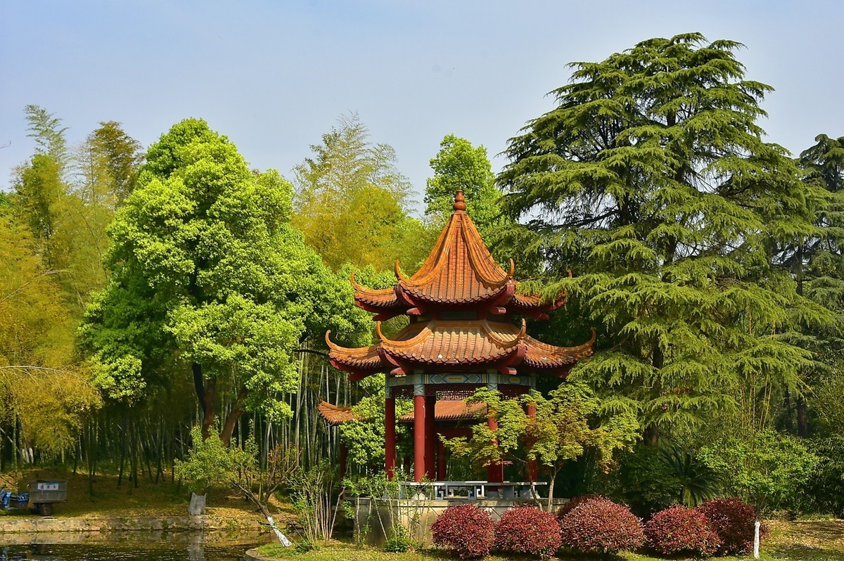 拍在春天  青山公园