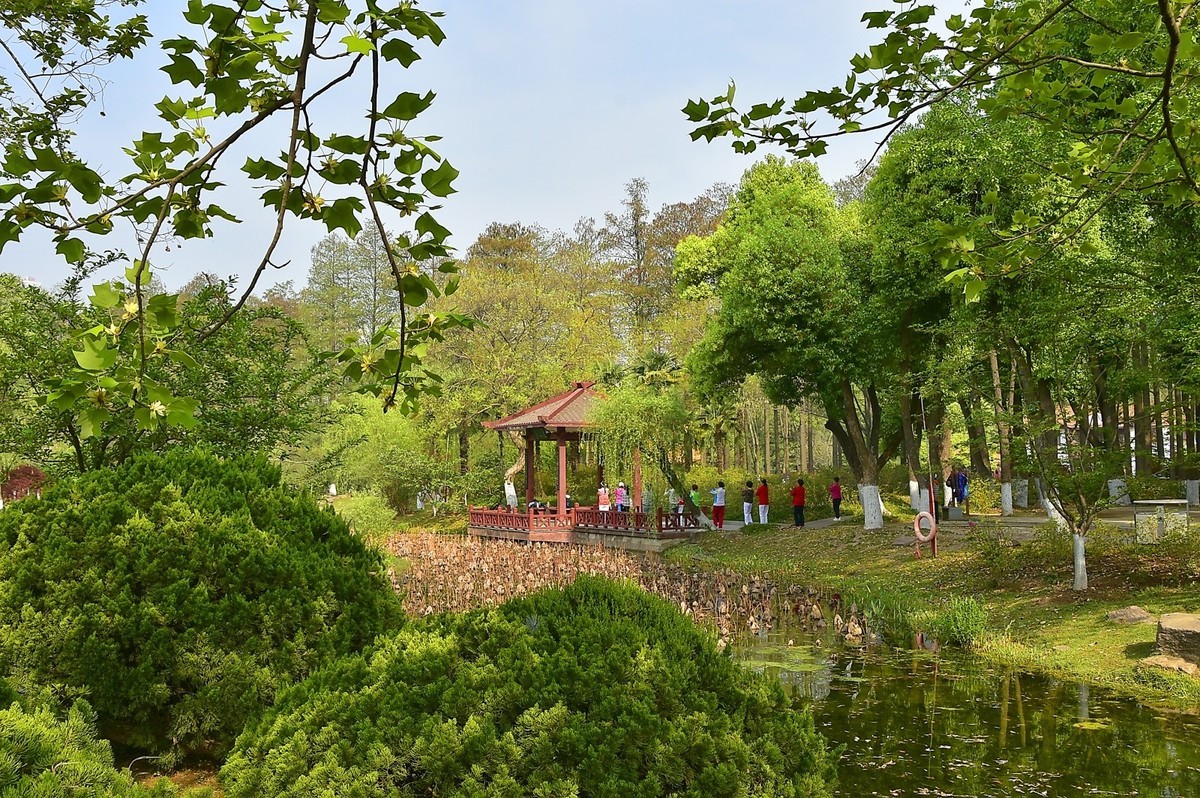 拍在春天  青山公园