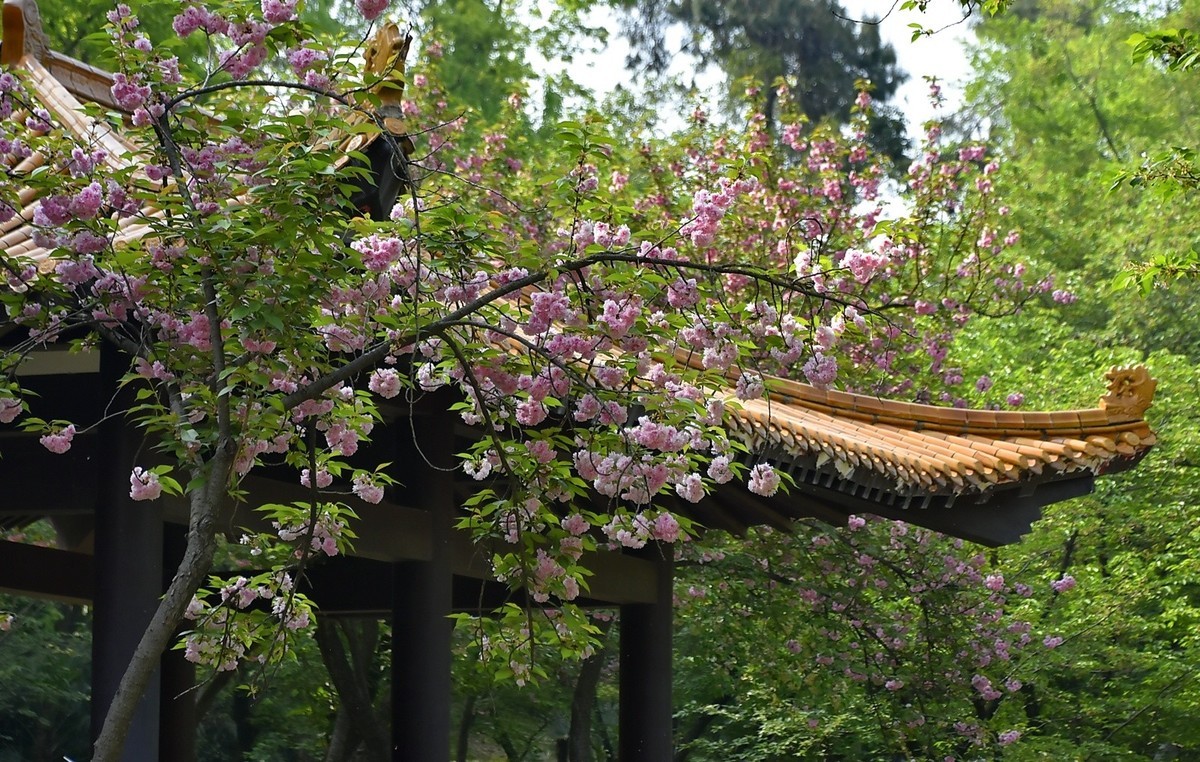 拍在春天  青山公园