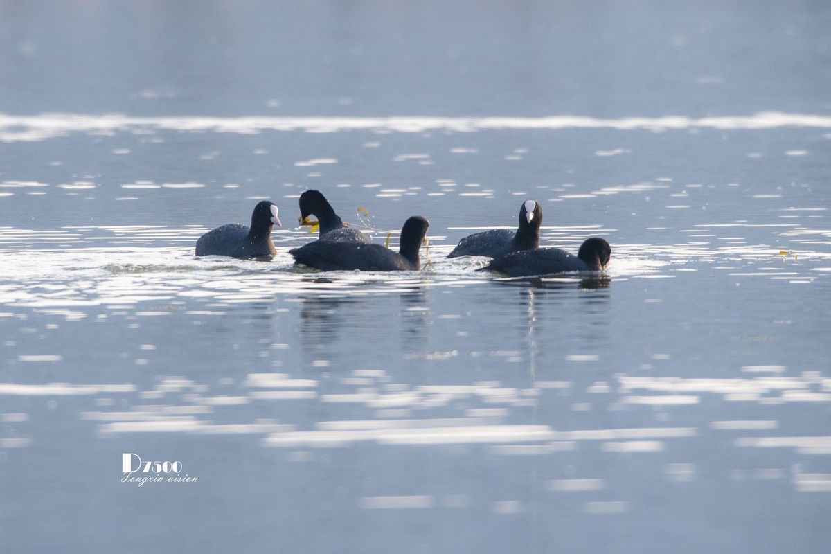 可爱的PI鹈（30）