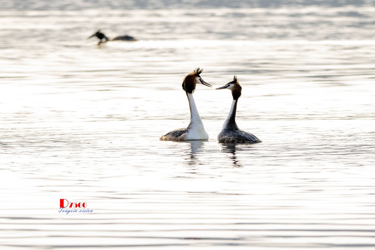 可爱的PI鹈（30）