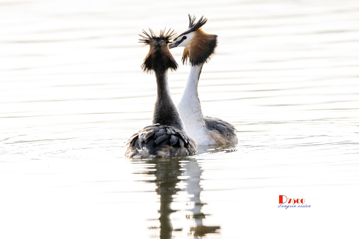 可爱的PI鹈（30）