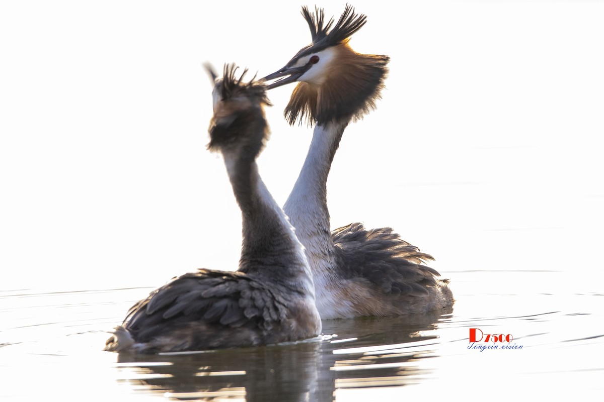 可爱的PI鹈（30）