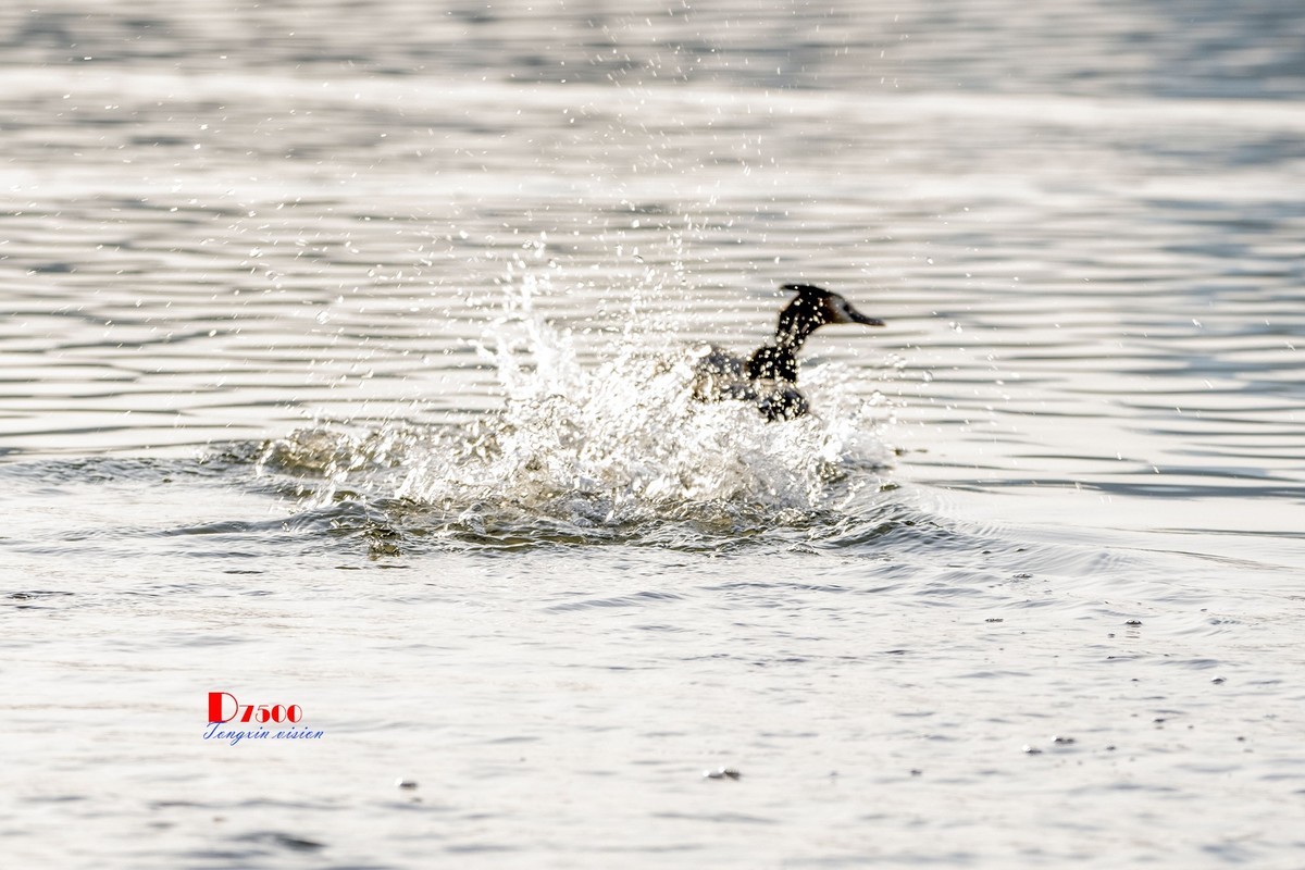 可爱的PI鹈（30）