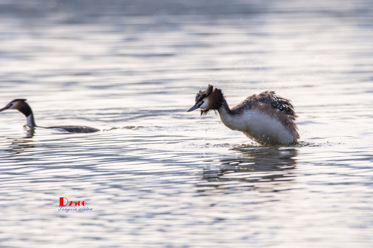 可爱的PI鹈（30）