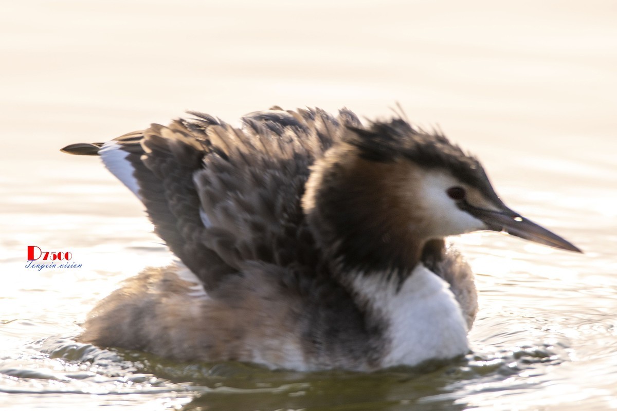 可爱的PI鹈（30）