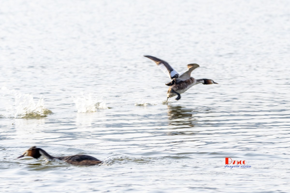 可爱的PI鹈（30）