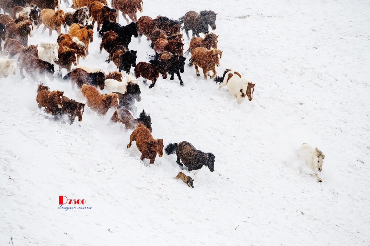 策马奔腾（42）