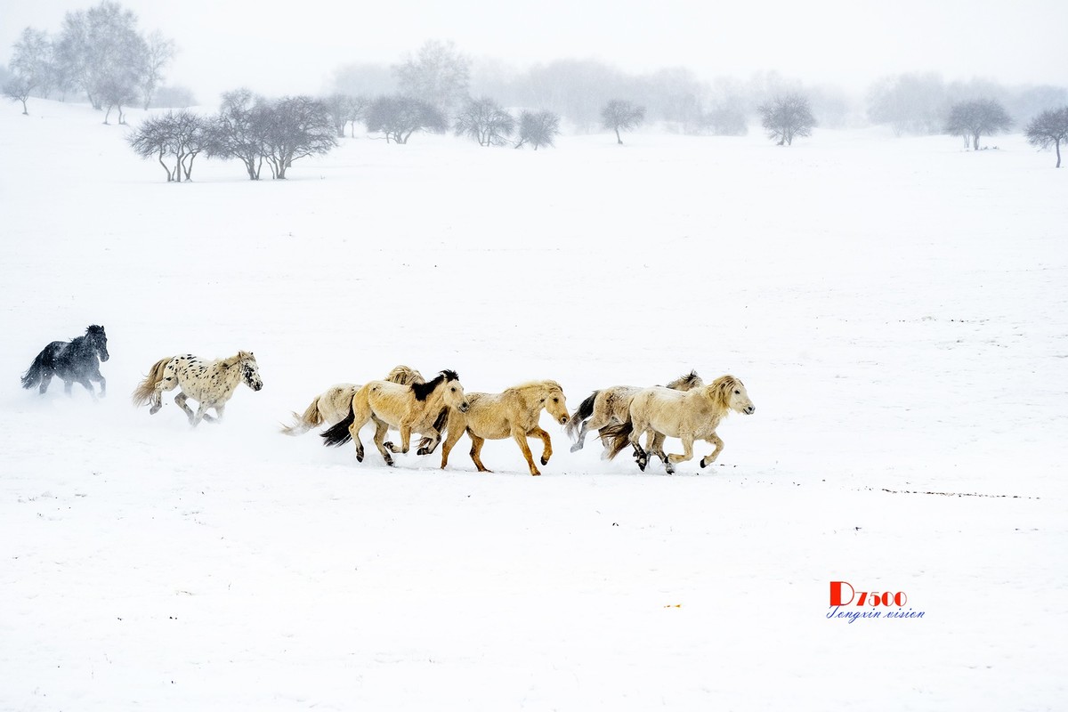 策马奔腾（42）