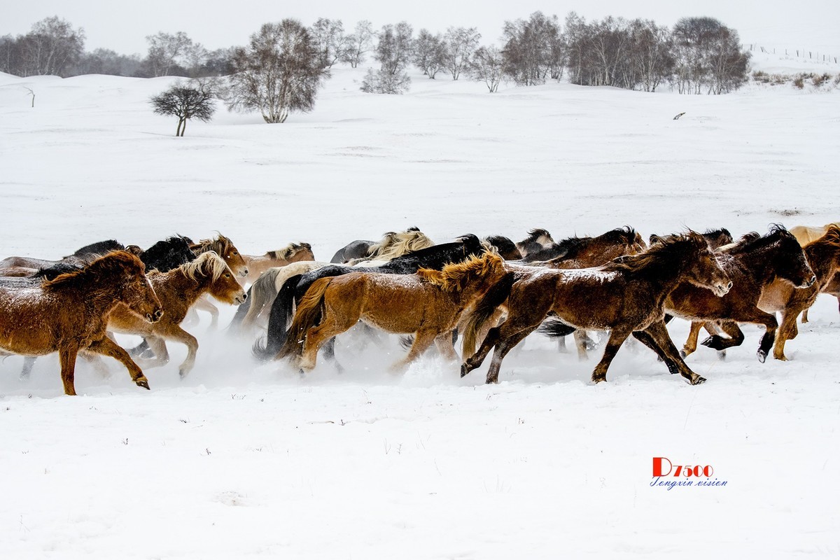 策马奔腾（42）