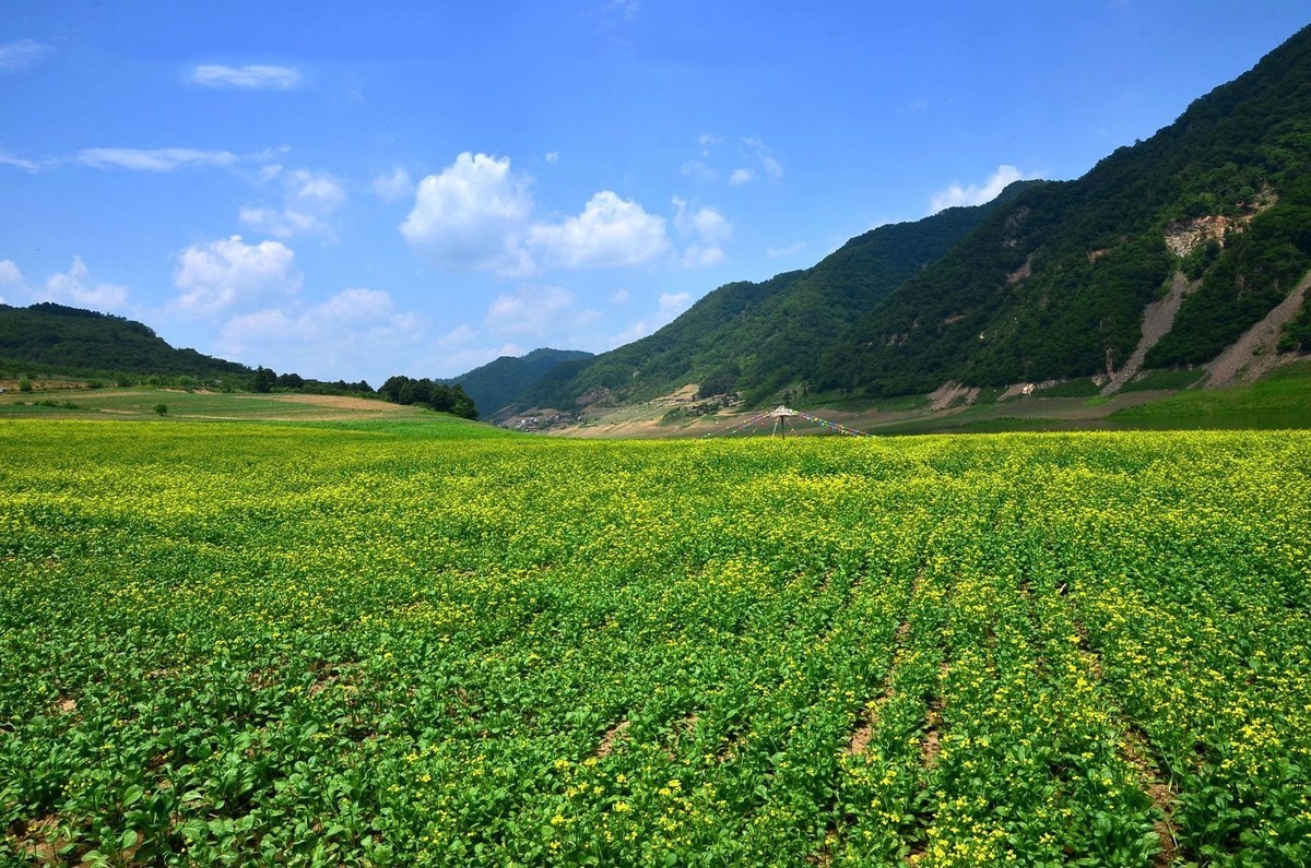 自驾游——绿江村油菜花海（1）