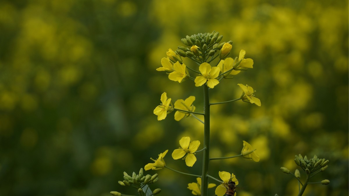 石潭湖山岭随拍