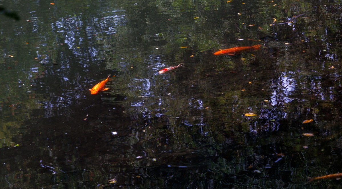 登上北高峰一揽杭城景