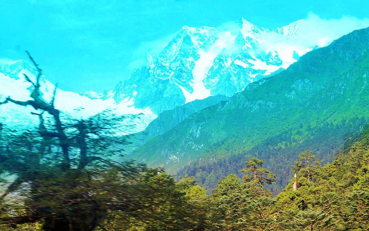 青松与雪山