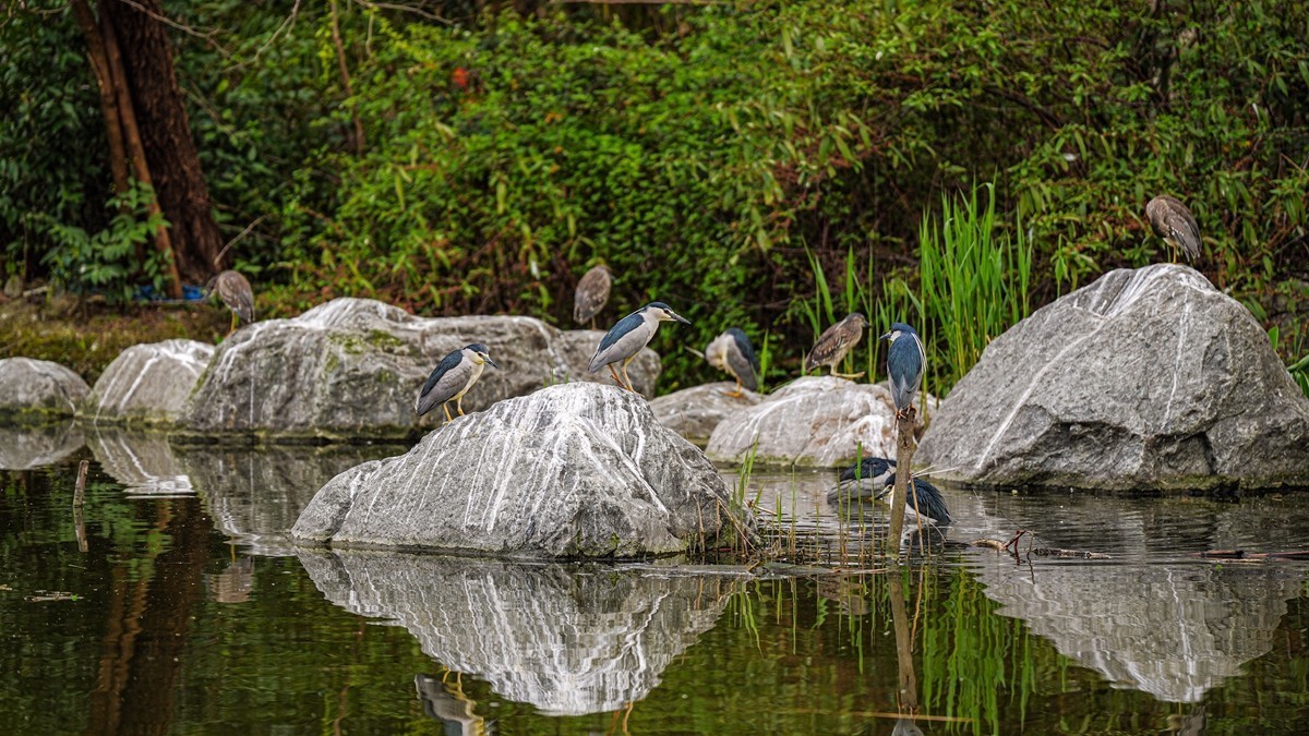 成都杜甫草堂【2】