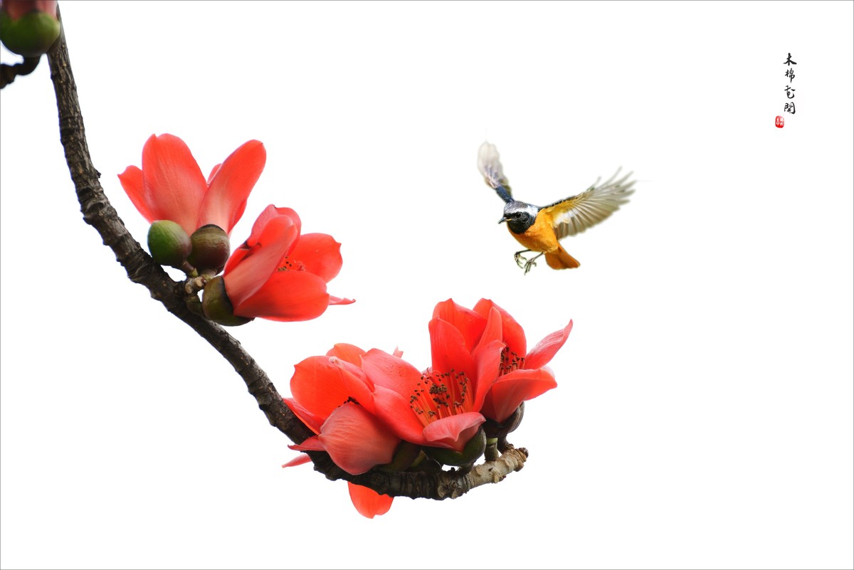 【广州市花——红棉花】