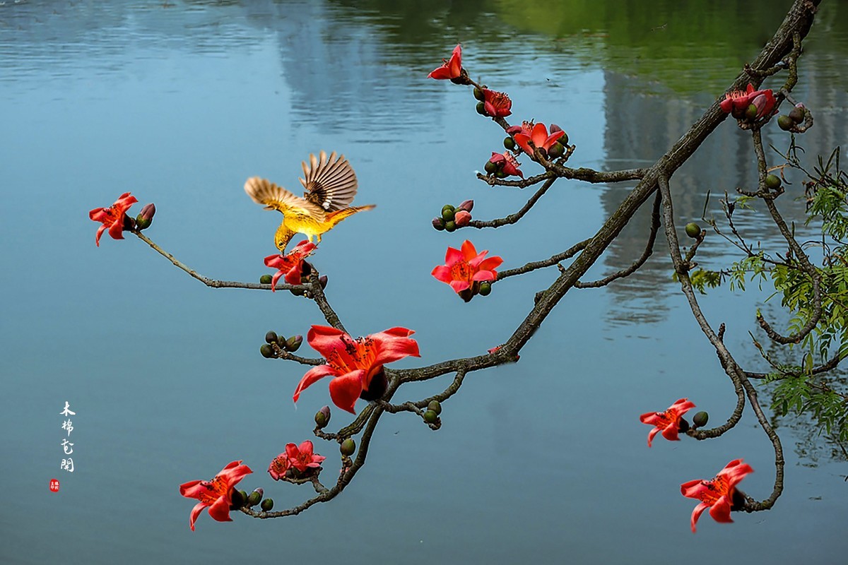 【广州市花——红棉花】
