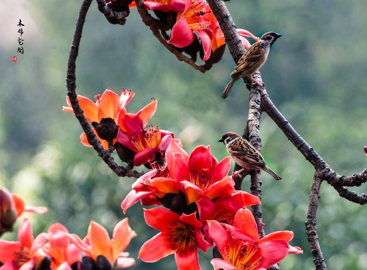 【广州市花——红棉花】