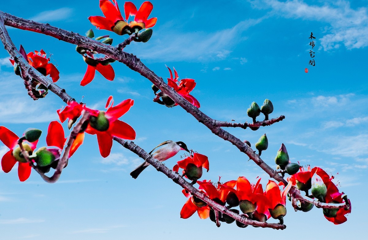 【广州市花——红棉花】