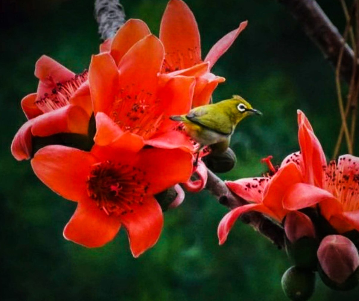 【广州市花——红棉花】