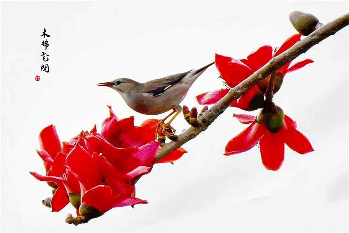 【广州市花——红棉花】
