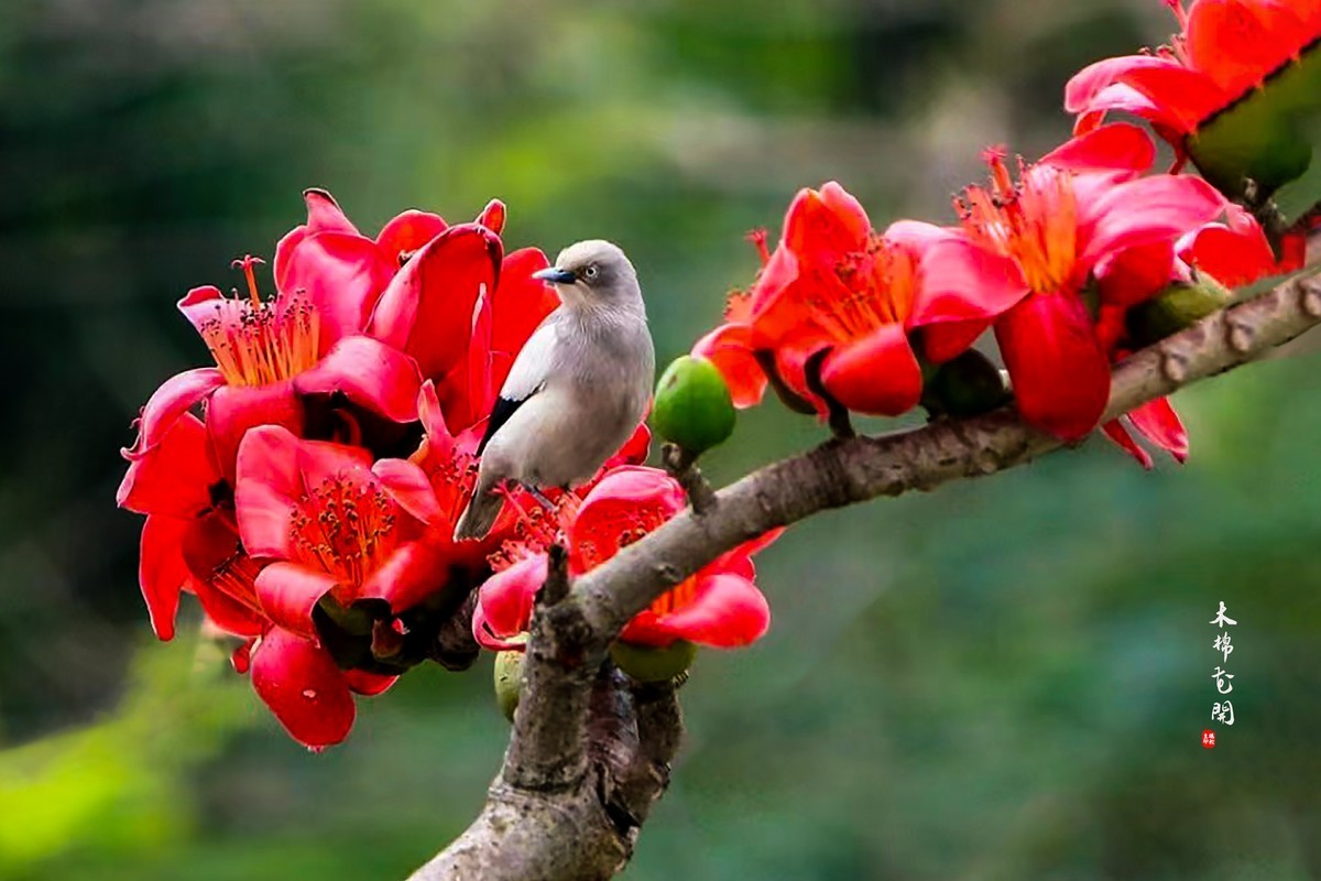 【广州市花——红棉花】