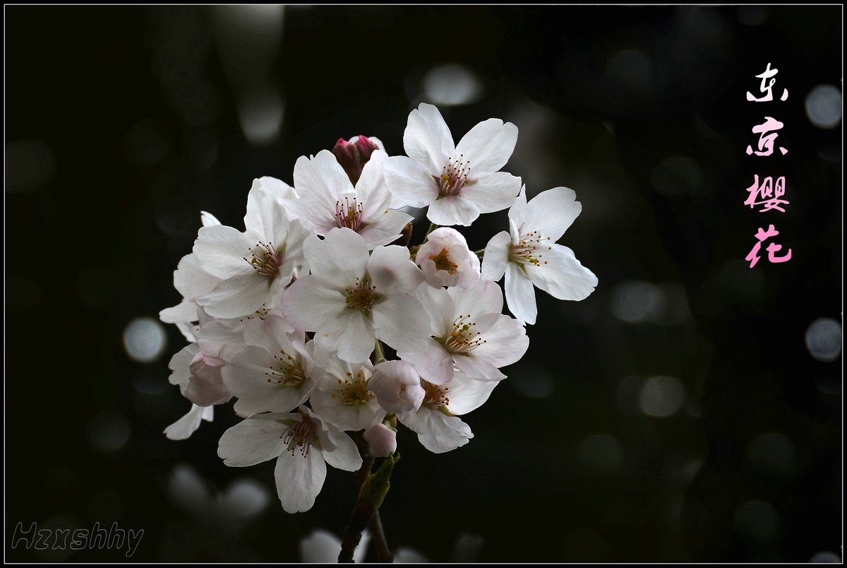 又到一年赏樱时(2024076)